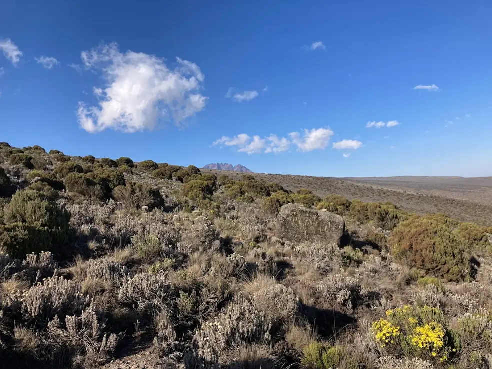 mweka-camp-vegetation
