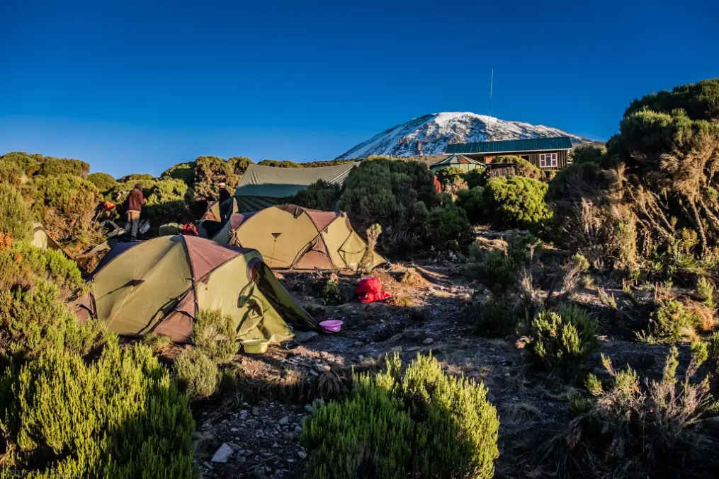 millenium-camp-vegetation