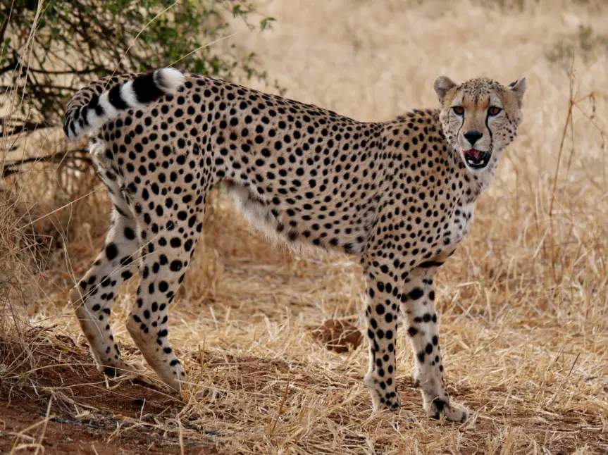 tanzania-luxury-honeymoon-safari-tarangire-3.webp