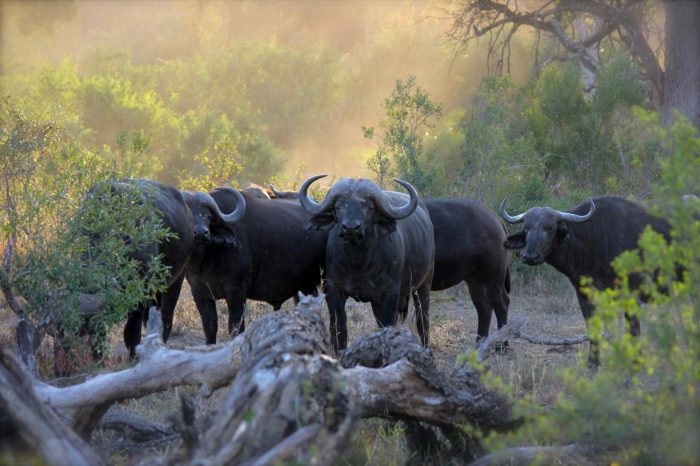 buffalos as sighted in Kiwoito Africa safari's trip