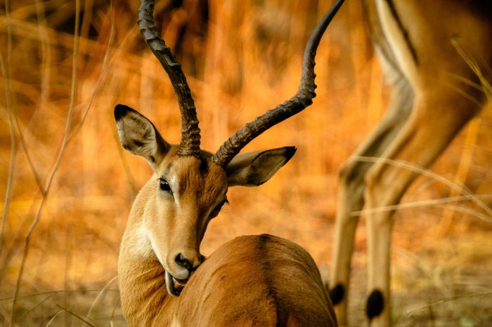 kiwoito africa safaris