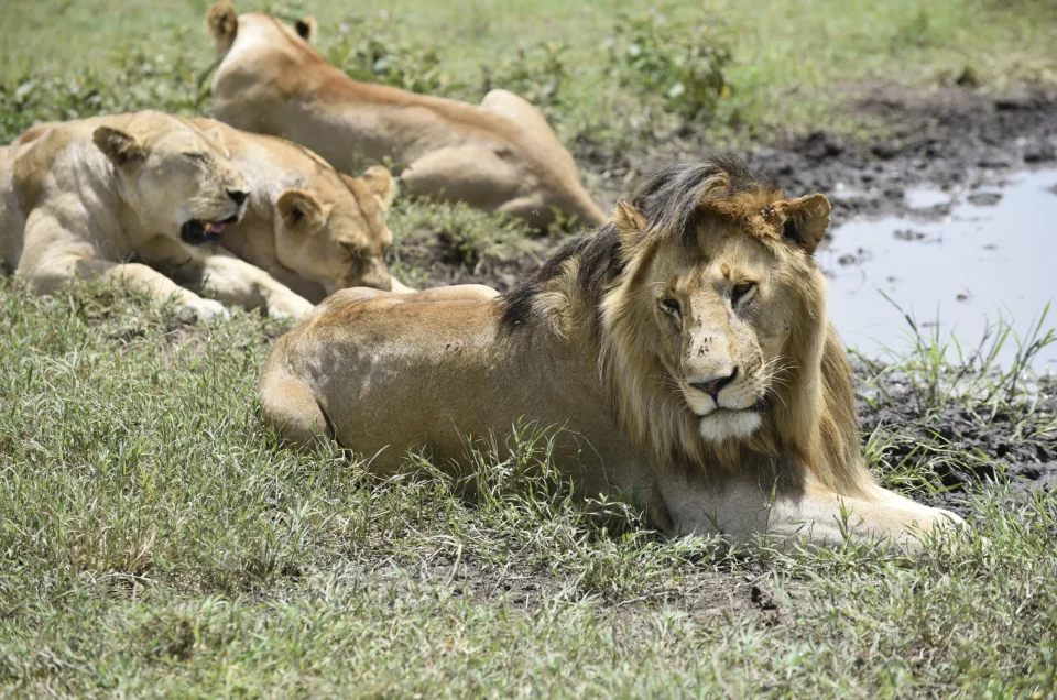 lion sighting with kiwoito africa safari