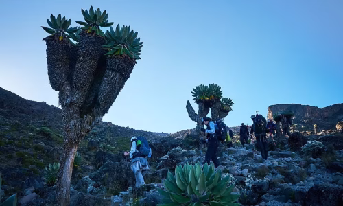 6 Days Machame Route