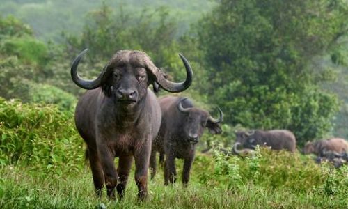 Arusha-National-Park
