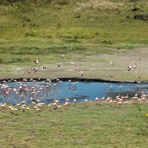 Arusha National Park flamingos at momella lake