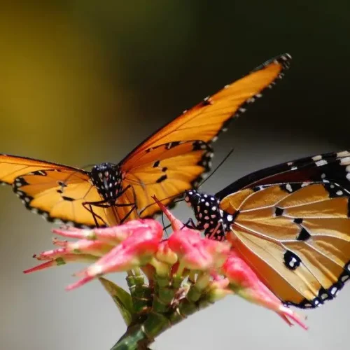 Butterflies at the Zanzibar Butterfly Centre