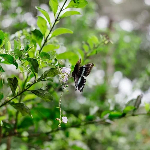 Butterfly Centre Experience with Kiwoito Africa Safari