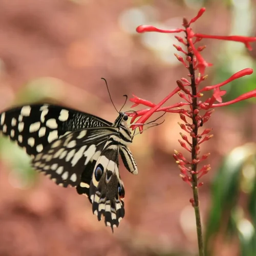 Butterfly Garden in Zanzibar