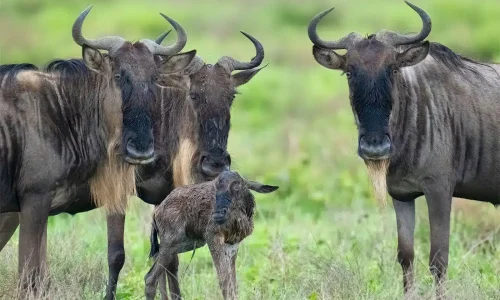 Calving Season Adventure in Serengeti National Park