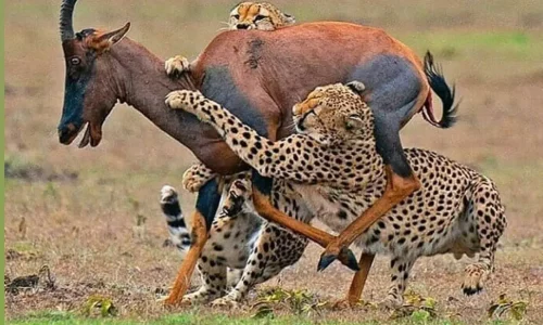 Cheetahs catching a Hartebeests antelopeon a hunt in serengeti-national park