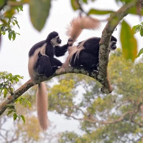 Colobus guereza Mantelaffen