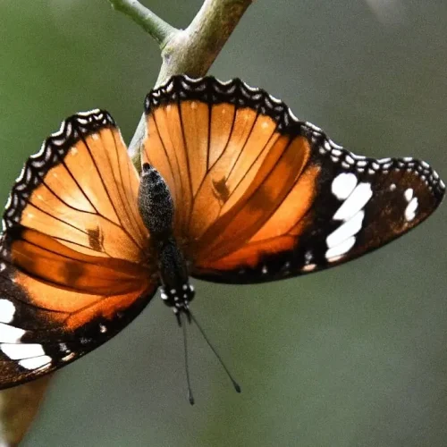 Discover the biodiversity at the Zanzibar Butterfly Centre.