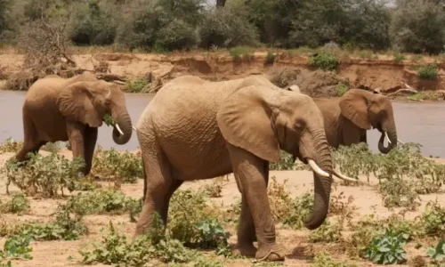 Tanzania safari to tarangire and ngorongoro crater