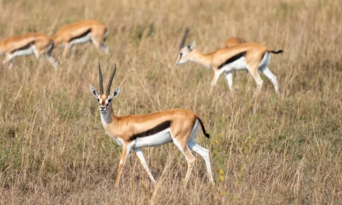 Gazelle grazing in serengeti national park