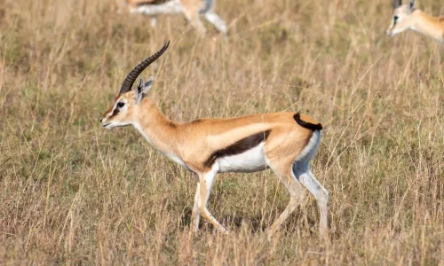 Gazelle in serengeti national park