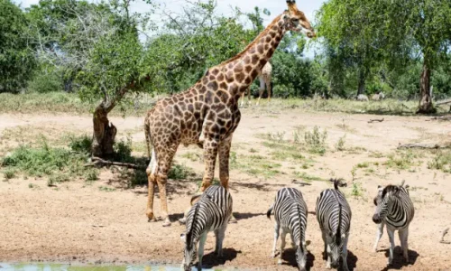 Giraffe and zebra at tarangire river