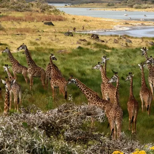 Giraffes Arusha Tanzania