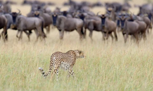 Great-Migration-Safaris-with kiwoito