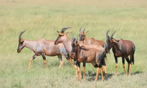 Hartebeests-antelope-in-serengeti-national-park