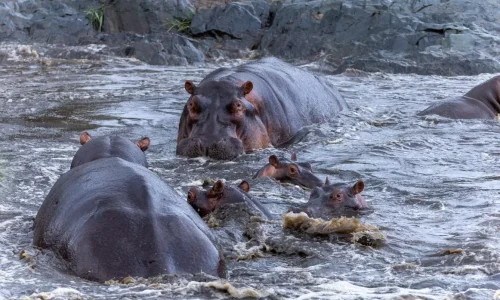 Hippopotamus-mara-river-serengeti