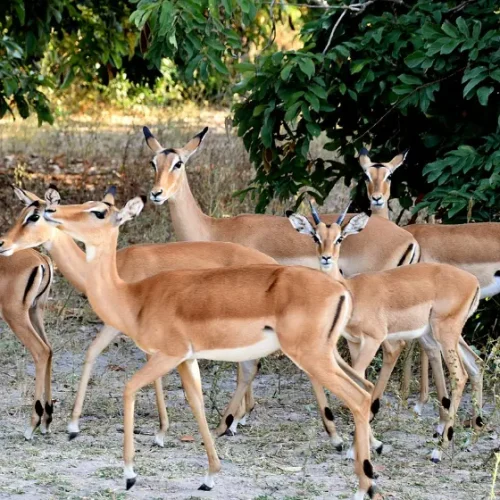Impala Selous Game Reserve