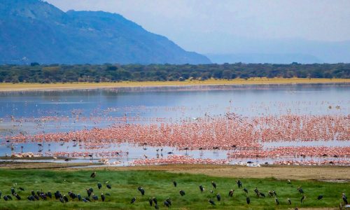 Lake Manyara Flamingos