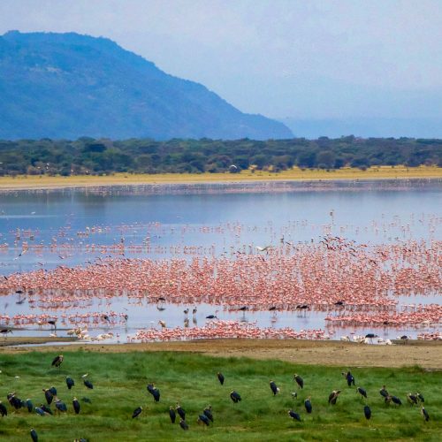 Lake Manyara Flamingos