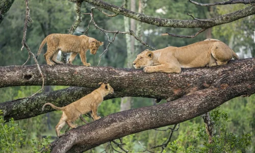 Lake Manyara lions in tree