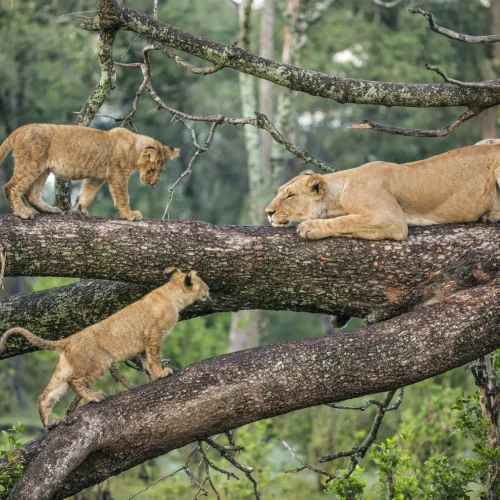 Lake Manyara lions in tree
