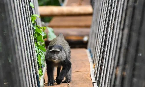 Lake manyara treetop walkway