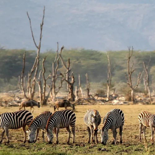 Lake Manyara Wildlife Nature