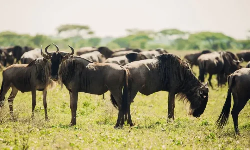Ndutu Calving Season Safari Tanzania