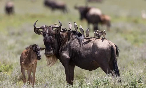 Newborn Wildebeest Calf in Serengeti