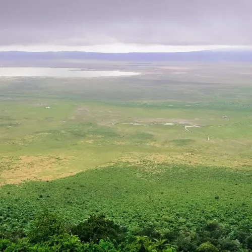 Ngorongoro Plantation