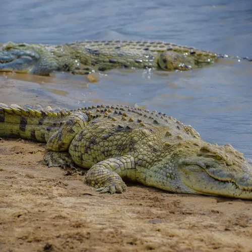 Nyerere National Park crocodiles