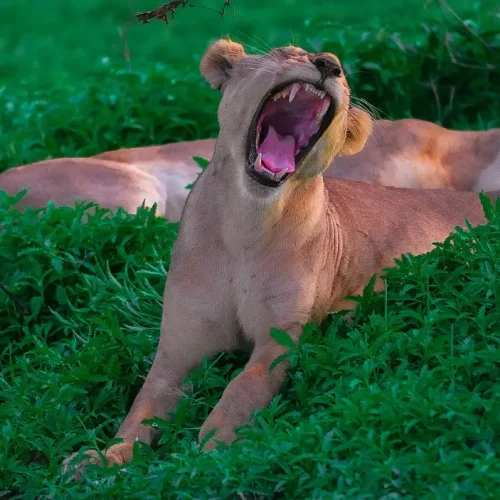 Nyerere National Park lion