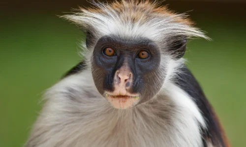Red Colobus Monkey in Jozani Forest
