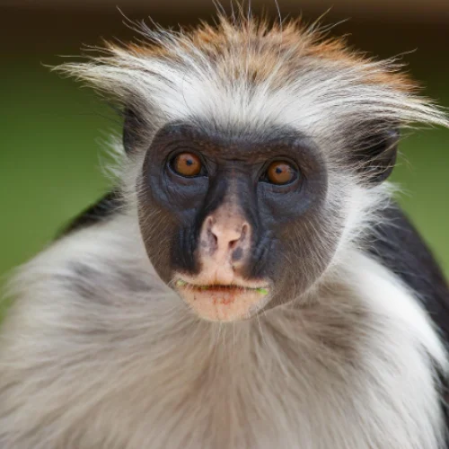 Red Colobus Monkey in Jozani Forest
