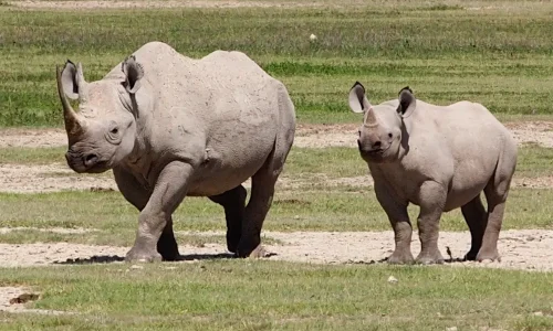 Rhinoceros Ngorongoro National Park