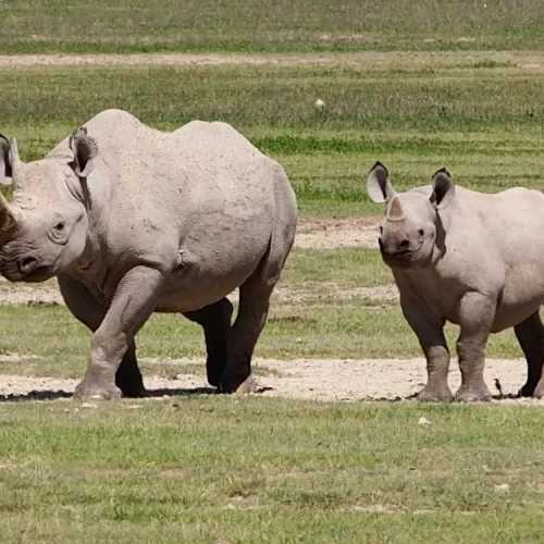 Rhinoceros Ngorongoro National Park