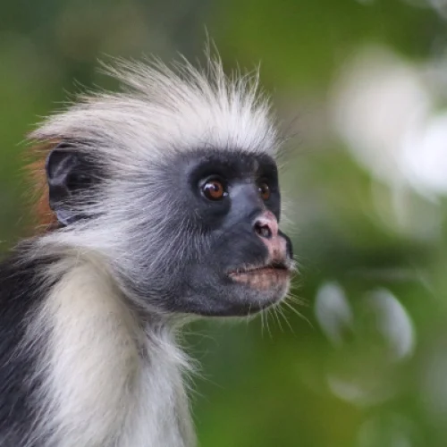 Rote Colobus Affen auf Sansibar entdecken