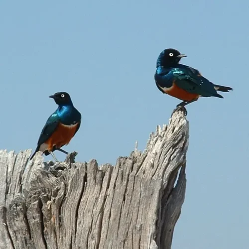 Ruaha superb starlings