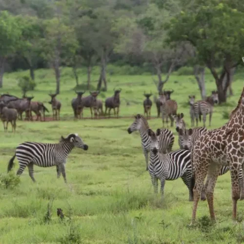 Nyerere national Park view
