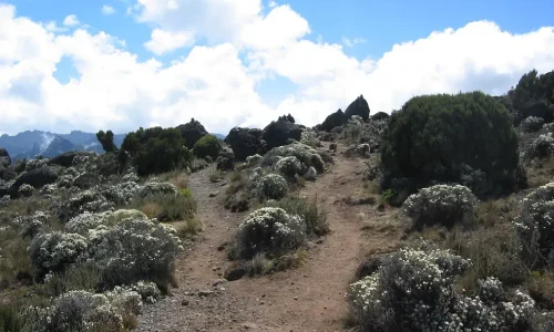 Shira_moorlands_on_Kilimanjaro