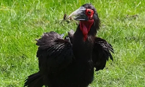 Southern ground hornbill Lake Manyara National Park