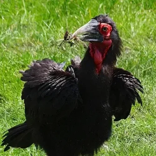 Southern ground hornbill Lake Manyara National Park