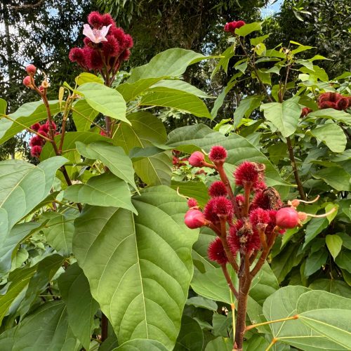 Spice-Farm Zanzibar