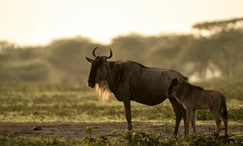 Tanzania Calving Season Safari with Kiwoito Africa Safaris