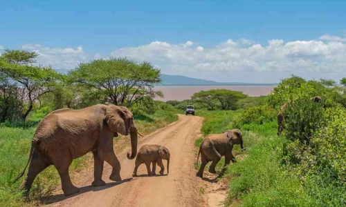 Tarangire_National_Park_Safari