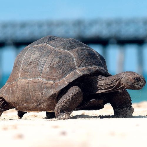 Tortoise at prison Island